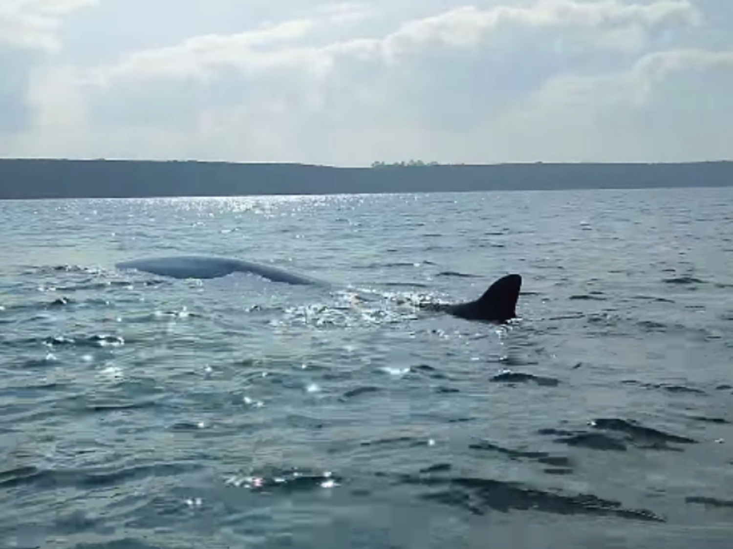 Un pêcheur se retrouve nez à nez avec une baleine en Normandie (Vidéo)
